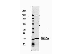 WB - Anti-Human IL-1ß (RABBIT) Antibody ASR4928